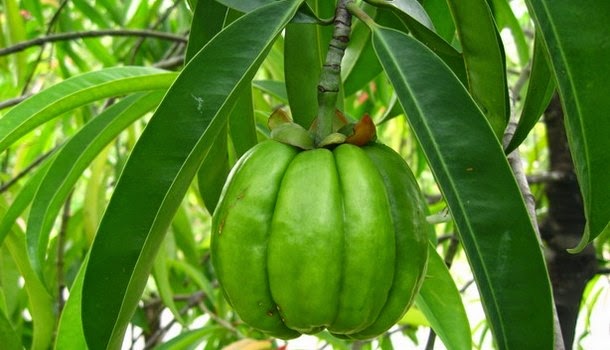 Garcinia cambogia: usos y propiedades